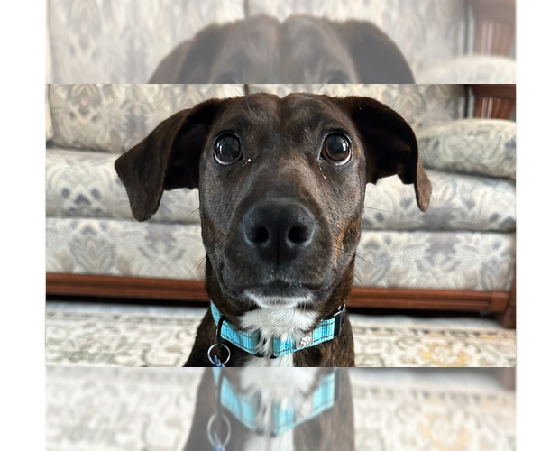 Medium Photo #1 Plott Hound-Unknown Mix Puppy For Sale in Springdale, PA, USA