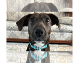 Small Plott Hound Mix
