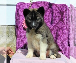 Siberian Husky Puppy for sale in KIRKWOOD, PA, USA
