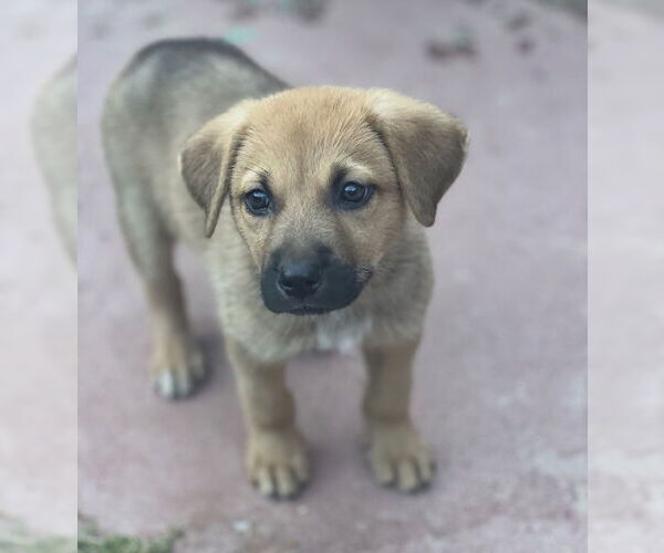 Medium Photo #1 Mutt Puppy For Sale in Dana Point, CA, USA