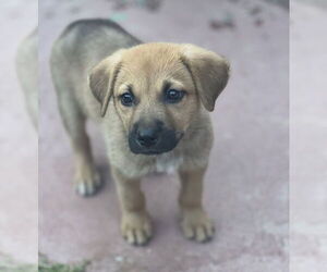 Mutt Dogs for adoption in Dana Point, CA, USA
