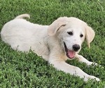 Puppy Puppy 5 Anatolian Shepherd-Karakachan Mix