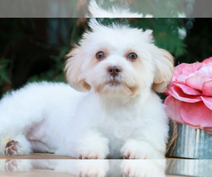 Zuchon Puppy for sale in SYRACUSE, IN, USA