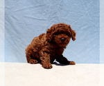 Small #1 Poodle (Toy)