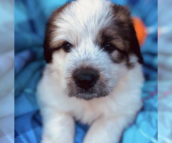 Medium Photo #2 Great Pyrenees-Unknown Mix Puppy For Sale in San Diego, CA, USA