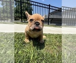 Small Photo #7 French Bulldog Puppy For Sale in SAYREVILLE, NJ, USA