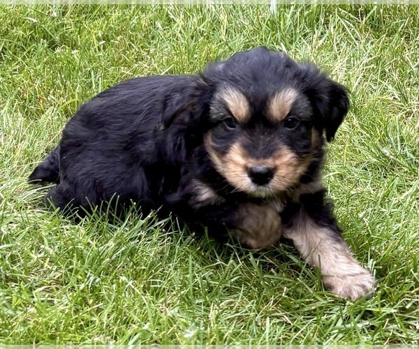 Medium Photo #7 Yorkshire Terrier Puppy For Sale in FAIR HAVEN, MI, USA