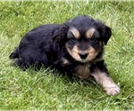Small #6 Yorkshire Terrier