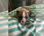 Small Photo #8 Bulldog Puppy For Sale in SANGER, CA, USA