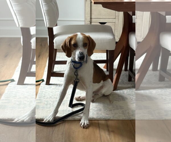 Medium Photo #4  Puppy For Sale in , 