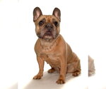 Small #1 French Bulldog Mix