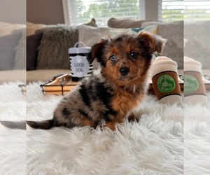 Miniature Bernedoodle Puppy for sale in INDIANAPOLIS, IN, USA