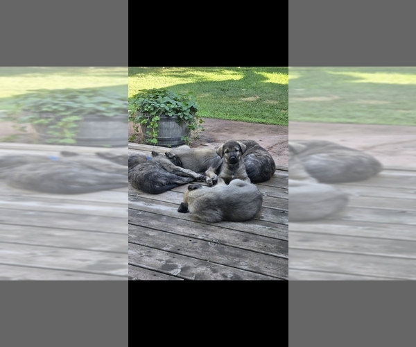 Medium Photo #5 Caucasian Shepherd Dog-Irish Wolfhound Mix Puppy For Sale in BEND, OR, USA