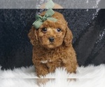 Puppy Chowder F1B Maltipoo