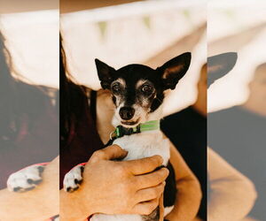 Jack Russell Terrier-Unknown Mix Dogs for adoption in St. Cloud, MN, USA