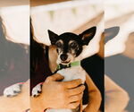 Small Jack Russell Terrier Mix