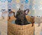 Puppy Bruno French Bulldog