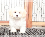 Small #3 Poovanese