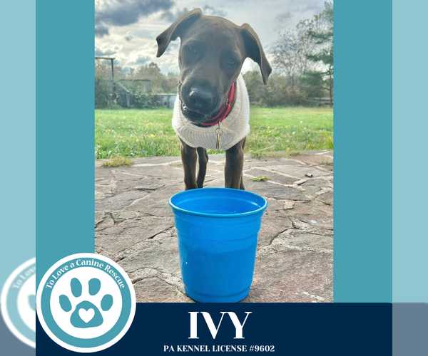 Medium Photo #3 Catahoula Leopard Dog-Great Dane Mix Puppy For Sale in Kimberton, PA, USA