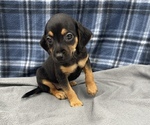 Small Photo #11 Beagle-Chihuahua Mix Puppy For Sale in SAINT AUGUSTINE, FL, USA