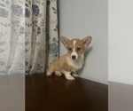 Small #61 Pembroke Welsh Corgi