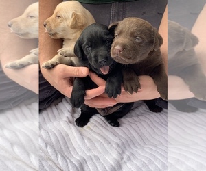 Labrador Retriever Puppy for sale in ORCHARD LAKE, MI, USA