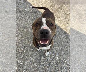 American Bulldog-Unknown Mix Dogs for adoption in Palmetto, FL, USA