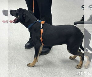 Labrador Retriever-Unknown Mix Dogs for adoption in Washington, DC, USA