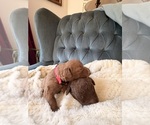 Puppy Pink Collar Chesapeake Bay Retriever