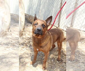 Chow Chow-Unknown Mix Dogs for adoption in El Centro, CA, USA