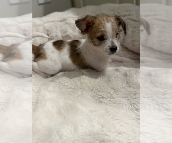 Medium Photo #2 Chihuahua-Unknown Mix Puppy For Sale in St. Louis Park, MN, USA