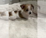 Small #1 Chihuahua Mix