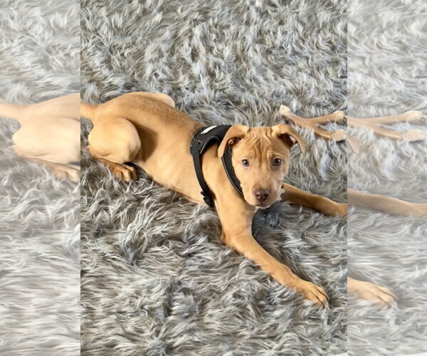 Medium Photo #2 American Staffordshire Terrier-Rhodesian Ridgeback Mix Puppy For Sale in Holly Springs, NC, USA