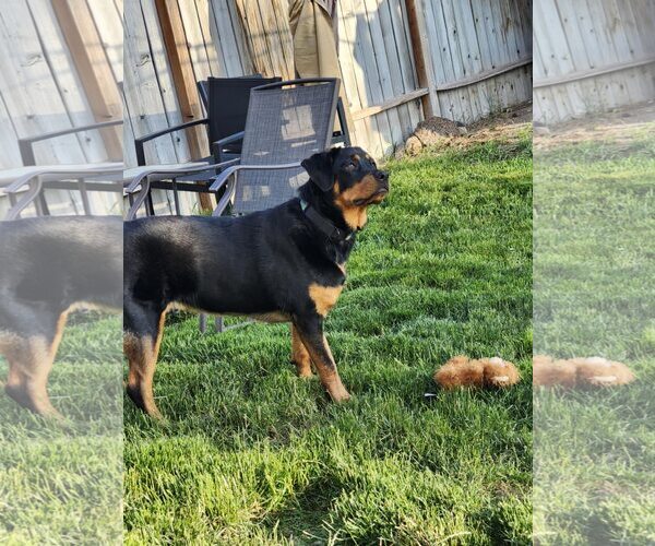 Medium Photo #3 Rottweiler Puppy For Sale in MIDWAY, UT, USA