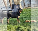 Small #2 Rottweiler