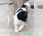 Small Photo #5 Pyredoodle Puppy For Sale in MARION, TX, USA