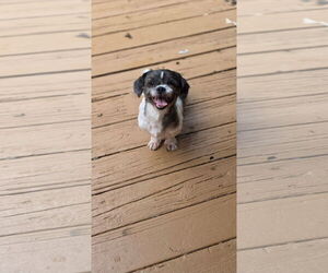Shih Tzu-Unknown Mix Dogs for adoption in Thomasville, NC, USA