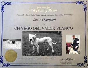 Dogo Argentino Puppy for sale in OWINGS, MD, USA