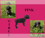 Small Photo #3 Cane Corso Puppy For Sale in MCDONOUGH, GA, USA
