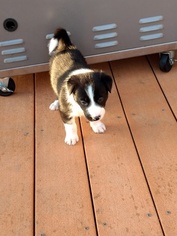Border Collie Puppy for sale in PLATTSBURG, MO, USA