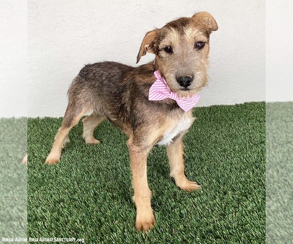 Medium Photo #5 Jack Russell Terrier-Miniature Schnauzer Mix Puppy For Sale in San Diego, CA, USA