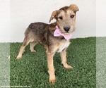 Small #4 Jack Russell Terrier-Miniature Schnauzer Mix