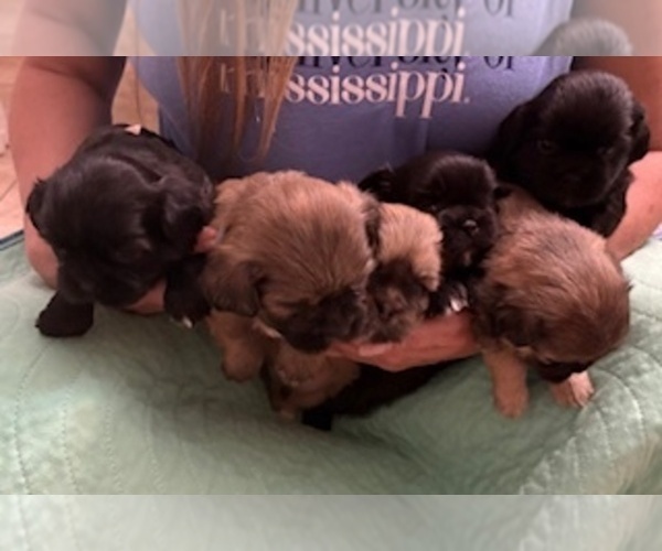 Medium Photo #37 Shih Apso Puppy For Sale in SCOTTSDALE, AZ, USA