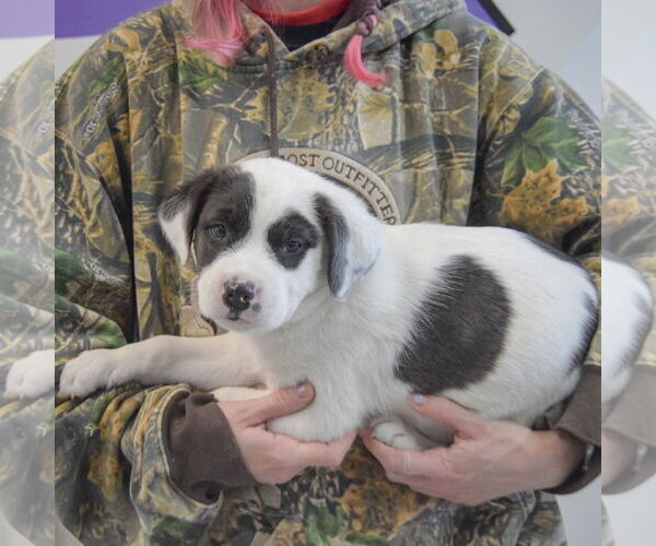 Medium Photo #2 American Bulldog-Unknown Mix Puppy For Sale in Huntley, IL, USA