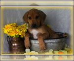 Puppy Brown Collar Rhodesian Ridgeback