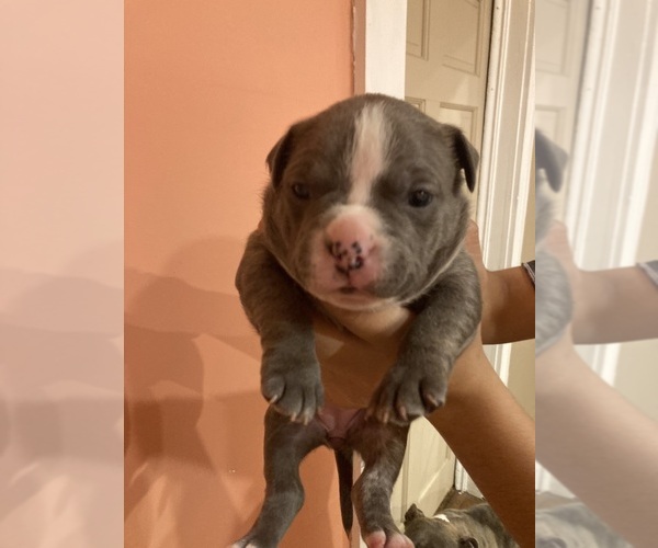 Medium Photo #2 American Pit Bull Terrier Puppy For Sale in STONE MOUNTAIN, GA, USA
