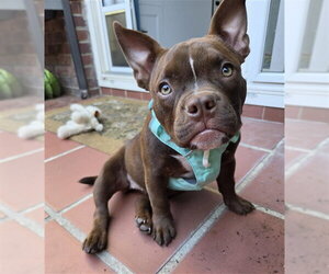 Mutt Dogs for adoption in Sacramento, CA, USA