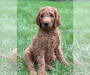Goldendoodle Puppy for sale in CAMDEN, OH, USA