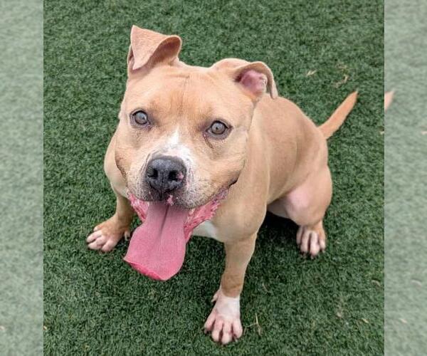 Medium Photo #3 Labrador Retriever-Unknown Mix Puppy For Sale in Rockwall, TX, USA