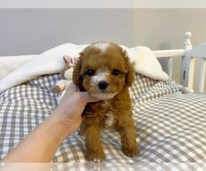 Poodle (Toy) Puppy for sale in REDLANDS, CA, USA